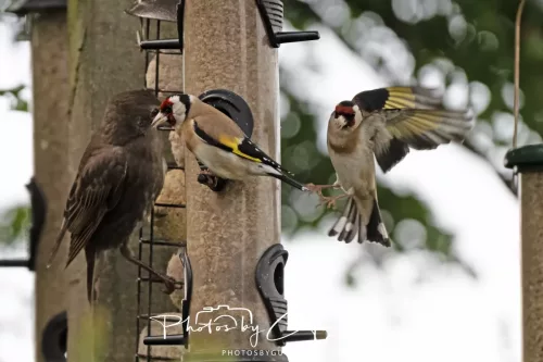 6 June 2025 - Parkside, West Cumbria -Goldfinch