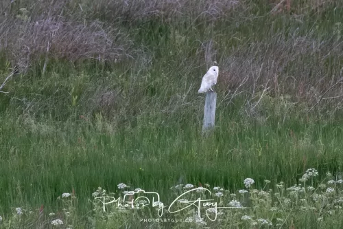 05 June 2025 - Near to Seascale, West Cumbria - Barn Owls