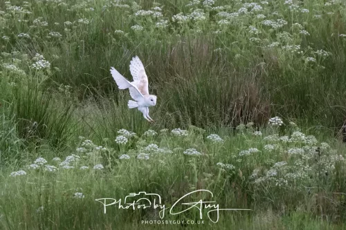 05 June 2025 - Near to Seascale, West Cumbria - Barn Owls