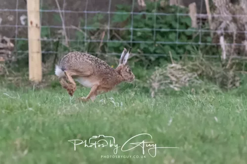 28 April 2025 : West Cumbria, location withheld - Hare