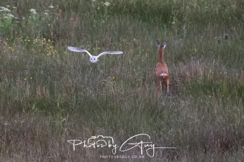05 June 2025 - Near to Seascale, West Cumbria - Barn Owls and Roe Deer
