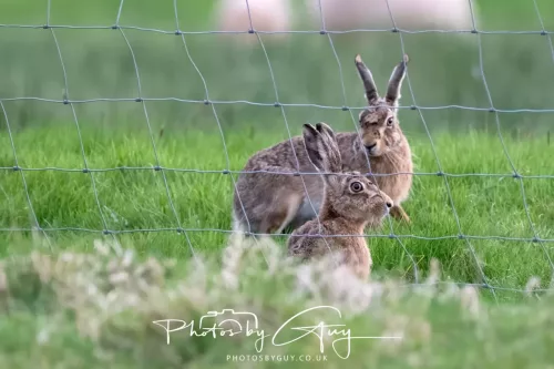 28 April 2025 : West Cumbria, location withheld - Hare