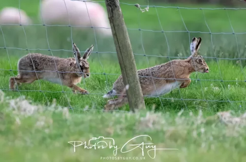 28 April 2025 : West Cumbria, location withheld - Hare