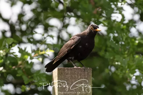 6 June 2025 - Parkside, West Cumbria - Blackbird