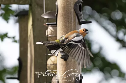6 June 2025 - Parkside, West Cumbria - chaffinch