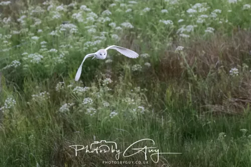 05 June 2025 - Near to Seascale, West Cumbria - Barn Owls