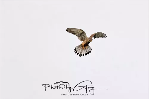 28 April 2025 : West Cumbria, location withheld - Kestrel