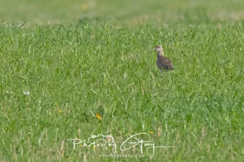 29 April 2025 - West Cumbria, UK - Curlew