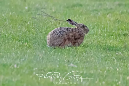 29 April 2025 - West Cumbria, UK - Hare