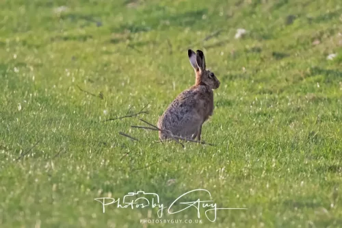 29 April 2025 - West Cumbria, UK - Hare