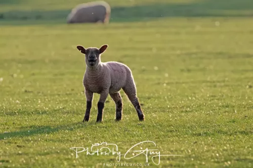 29 April 2025 - West Cumbria, UK - Lamb