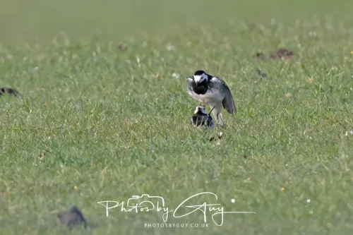 11 June 2025 : Parkside, Cumbria - mating Pied Wagtails