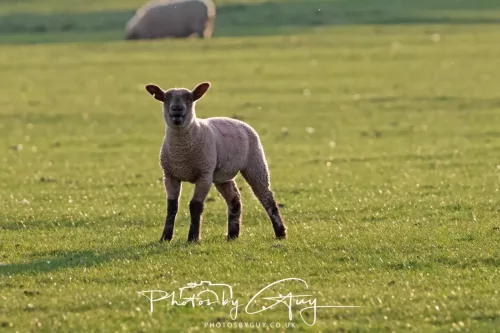 29 April 2025 - West Cumbria, UK - Lamb