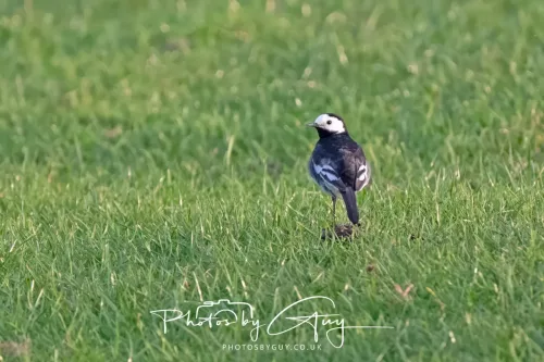 29 April 2025 - West Cumbria, UK - Pied Wagtail