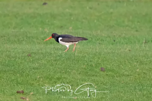 29 April 2025 - West Cumbria, UK - Oyster Catcher