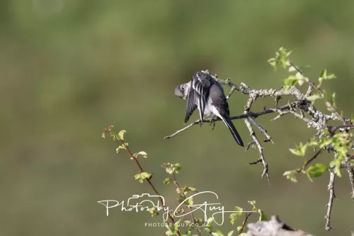 11 June 2025 : Parkside, Cumbria - Juv Pied Wagtails