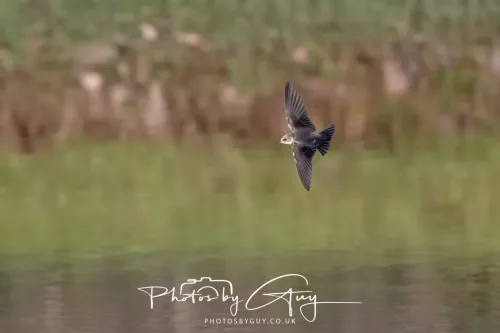 11 June 2025 : Parkside, Cumbria - Sand Martin