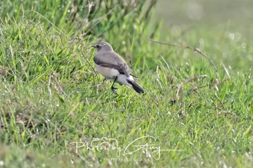 01 May 2025 : West Cumbria, Near Frizington, - Wheatear