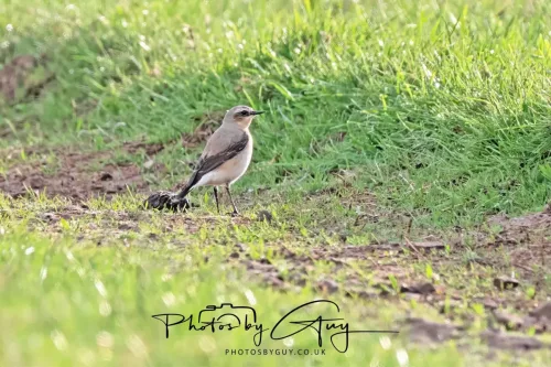 01 May 2025 : West Cumbria, Near Frizington, - Wheatear
