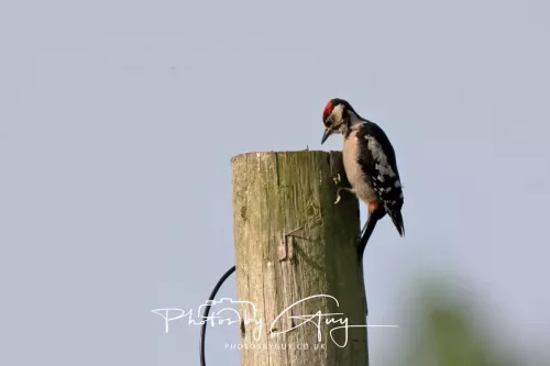 11 June 2025 : Parkside, Cumbria - Juv Great Spotted Woodpecker