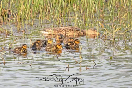01 May 2025 : West Cumbria, Near Frizington, - Mallard with 10 young