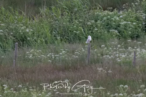 05 June 2025 - Near to Seascale, West Cumbria - Barn Owls