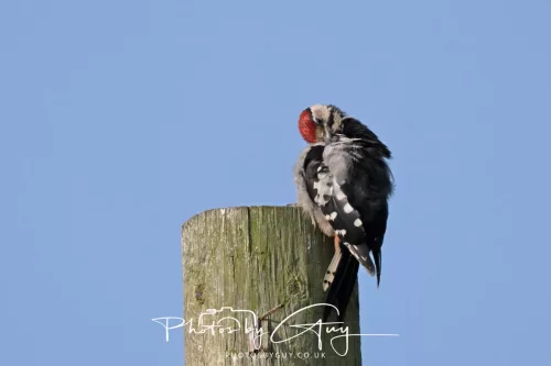 11 June 2025 : Parkside, Cumbria - Juv Great Spotted Woodpecker