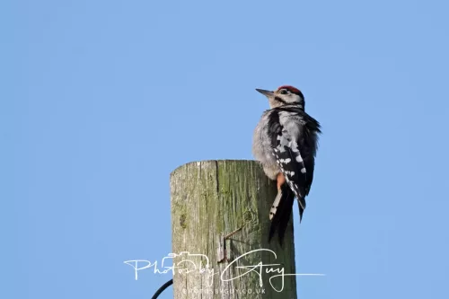 11 June 2025 : Parkside, Cumbria - Juv Great Spotted Woodpecker