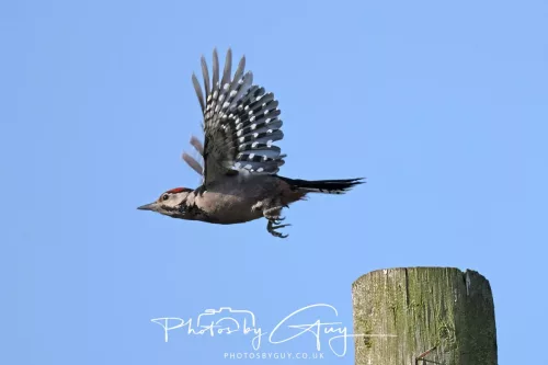 11 June 2025 : Parkside, Cumbria - Juv Great Spotted Woodpecker