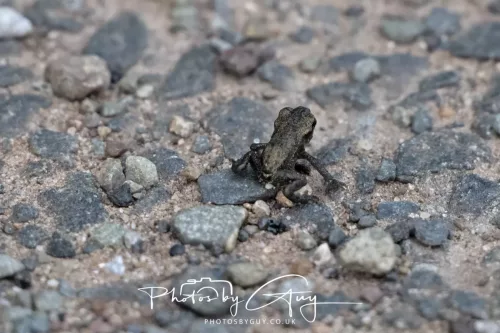 11 June 2025 - West Cumbria, - froglets