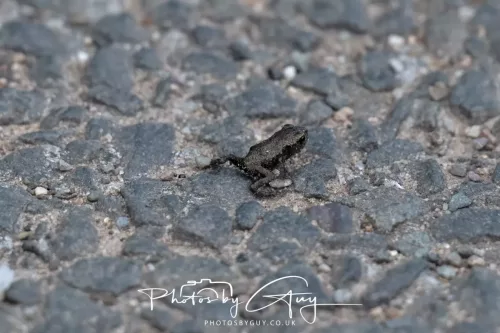 11 June 2025 - West Cumbria, - froglets