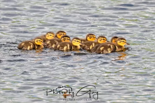01 May 2025 : West Cumbria, Near Frizington, - Mallard with 10 young