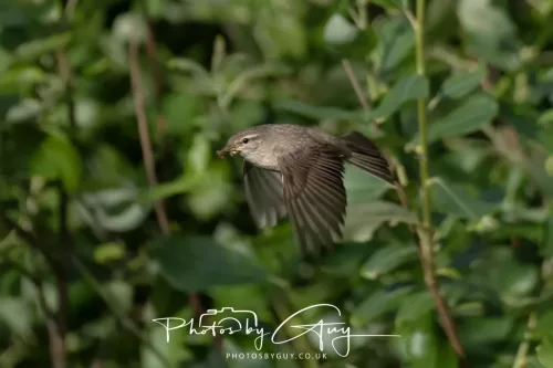 11 June 2025 - West Cumbria, - Willow Warbler