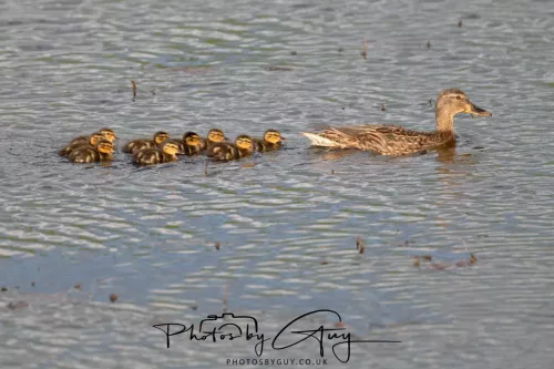 01 May 2025 : West Cumbria, Near Frizington, - Mallard with 10 young
