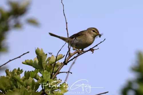 11 June 2025 - West Cumbria, - Willow Warbler