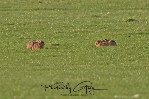 01 May 2025 : Location Withheld - Hare