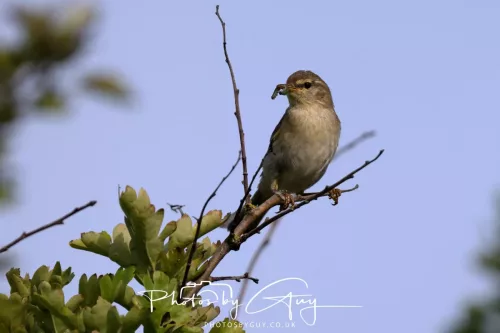 11 June 2025 - West Cumbria, - Willow Warbler