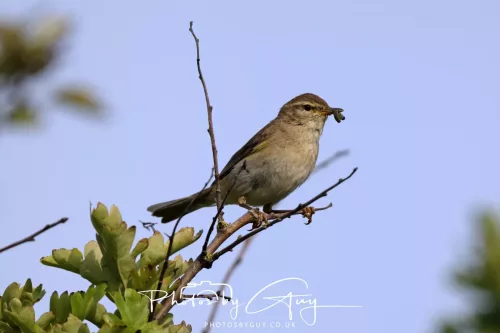 11 June 2025 - West Cumbria, - Willow Warbler