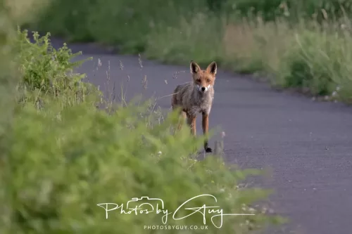 11 June 2025 - West Cumbria, location withheld - Fox (Vixen)