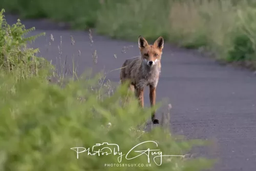 11 June 2025 - West Cumbria, location withheld - Fox (Vixen)