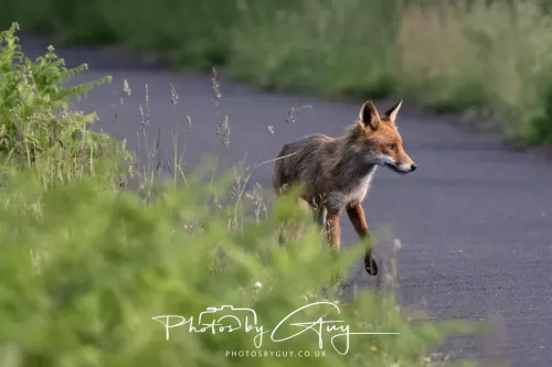 11 June 2025 - West Cumbria, location withheld - Fox (Vixen)
