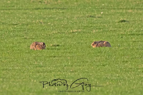 01 May 2025 : Location Withheld - Hare