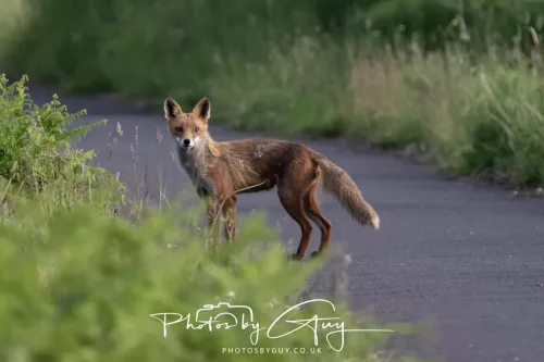 11 June 2025 - West Cumbria, location withheld - Fox (Vixen)