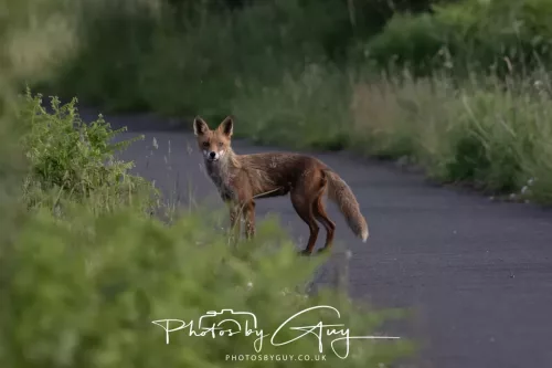 11 June 2025 - West Cumbria, location withheld - Fox (Vixen)