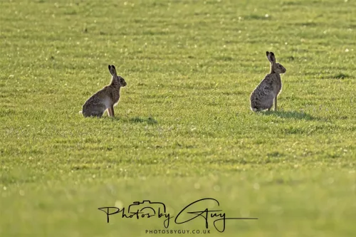 01 May 2025 : Location Withheld - Hare