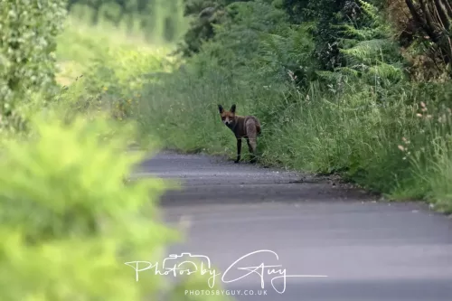 11 June 2025 - West Cumbria, location withheld - Fox (Vixen)