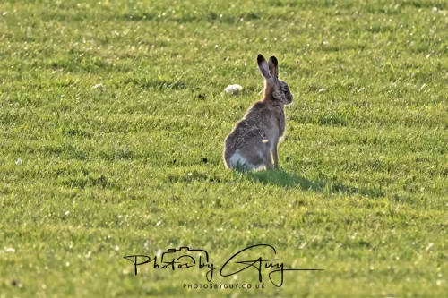 01 May 2025 : Location Withheld - Hare