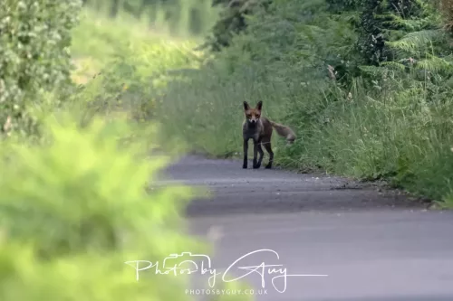 11 June 2025 - West Cumbria, location withheld - Fox (Vixen)