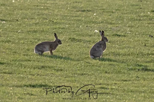 01 May 2025 : Location Withheld - Hare