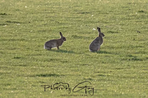 01 May 2025 : Location Withheld - Hare